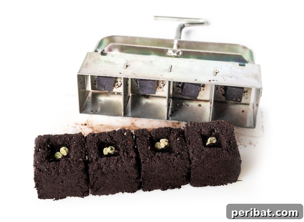 Mastering Soil Blocking for Thriving Indoor Seedlings 3 soil block maker and soil blocks in isolated white background, showcasing the tools needed for seed starting