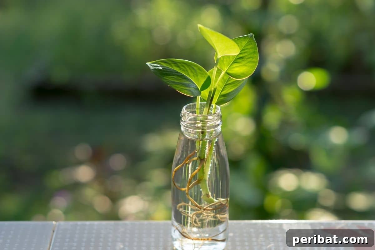 Vertical Oasis: 18 Creative Hanging Plant Ideas for Compact Living 17 plant in a bottle, hydroponic plant