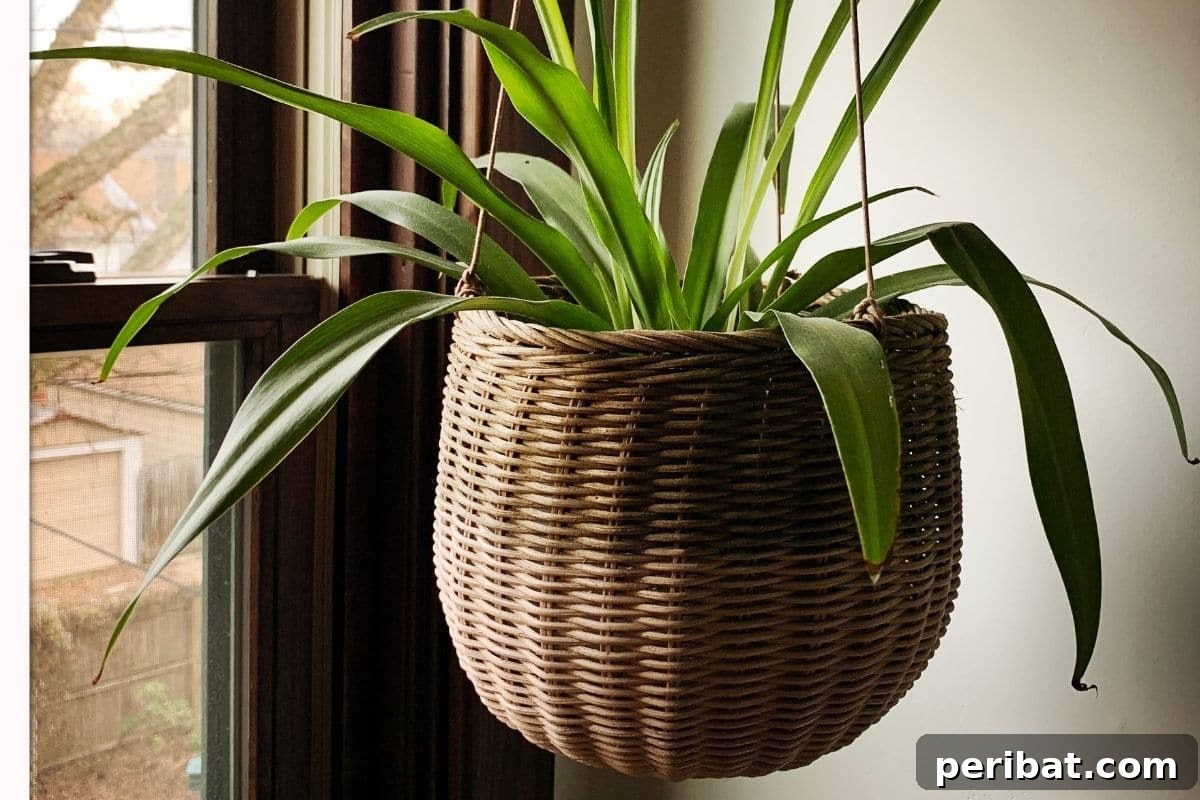 Vertical Oasis: 18 Creative Hanging Plant Ideas for Compact Living 8 plant in a vintage hanging basket