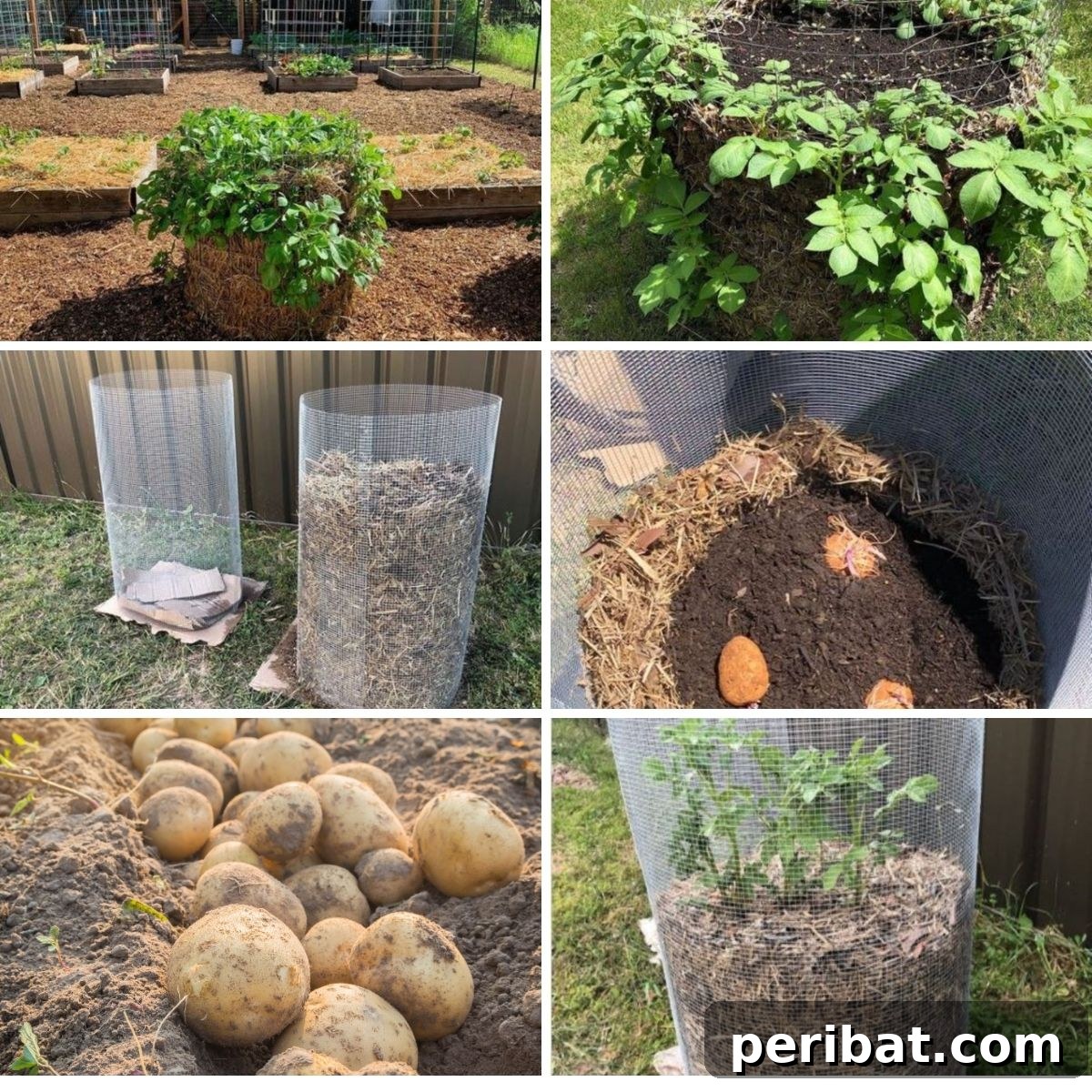 A vibrant collage showcasing various potato tower planting examples, highlighting different designs and stages of growth in a garden setting.