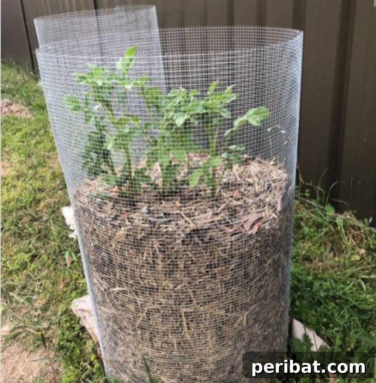 A robust potato tower constructed from fence mesh, layered with straw and rich soil, supporting healthy, growing potato plants in a sun-drenched garden.