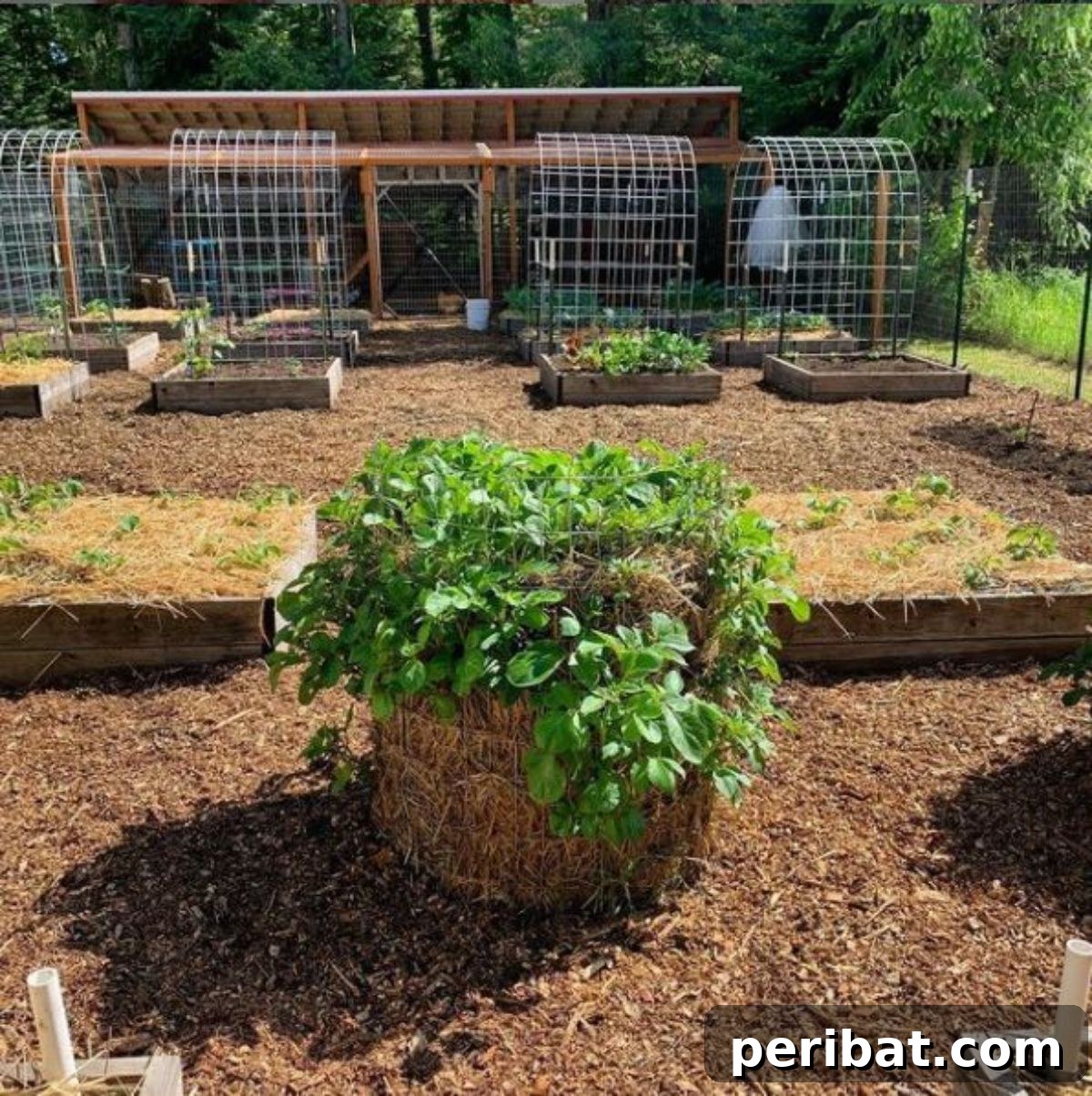A neatly built, short potato tower crafted from fence mesh, layered with straw and soil, showcasing vibrant, healthy potato plants thriving in a garden environment.