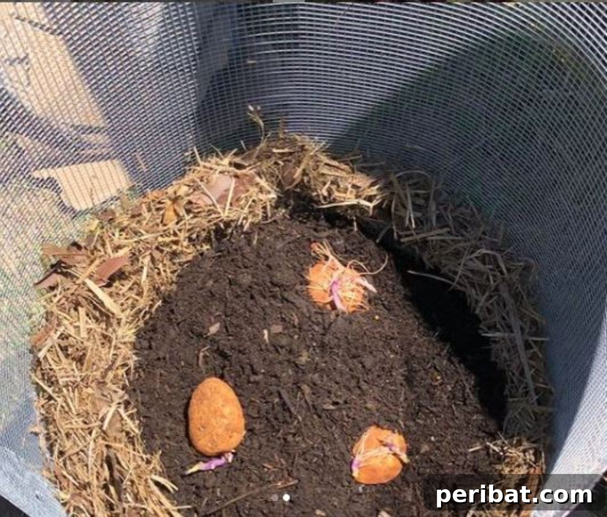 A detailed view of the planting process within a potato tower, showing layers of soil and potatoes being added to the vertical structure in a garden.