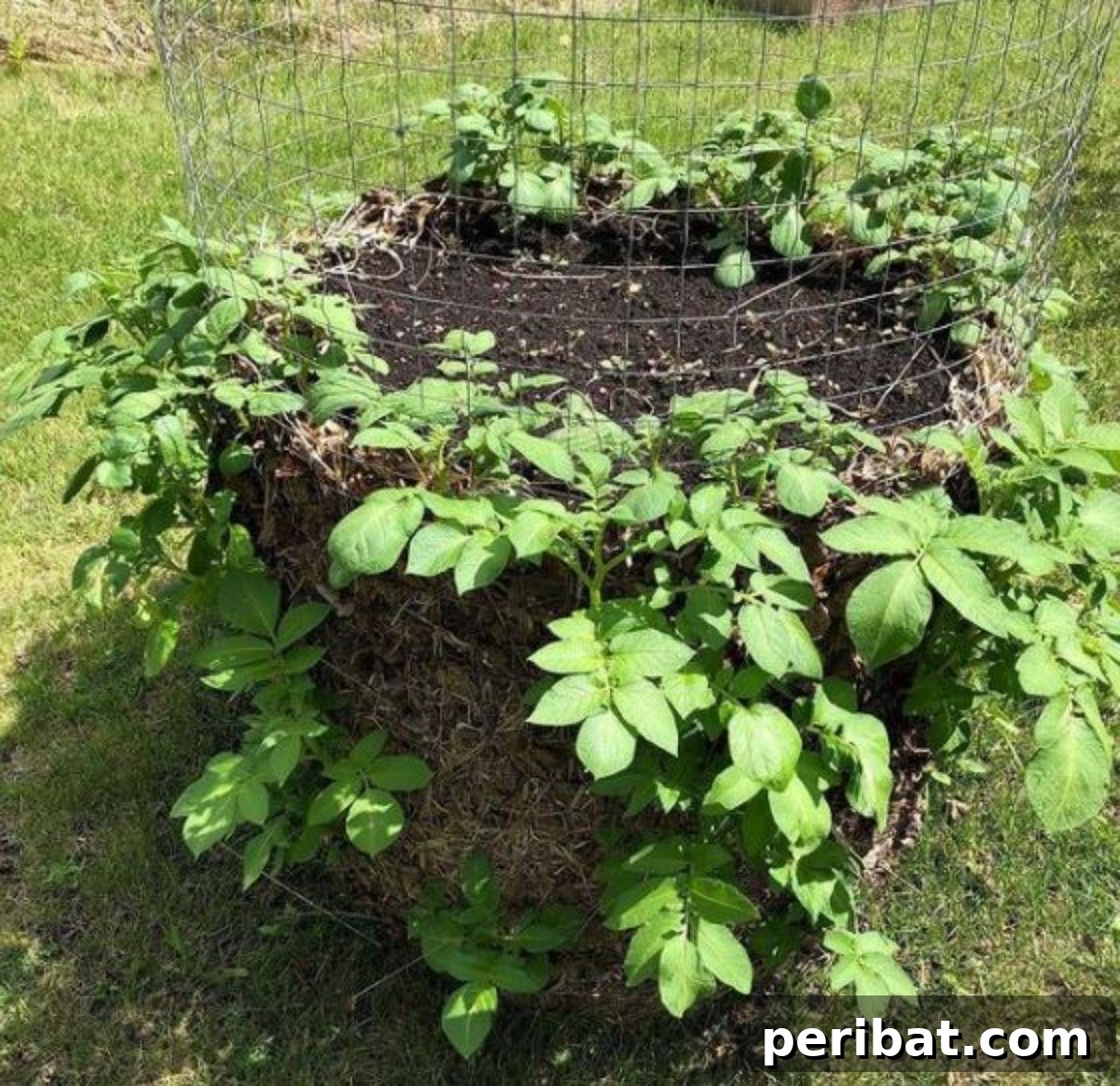 A vibrant potato tower flourishing in a garden, with healthy green leaves indicating a robust and active growth of potato plants.