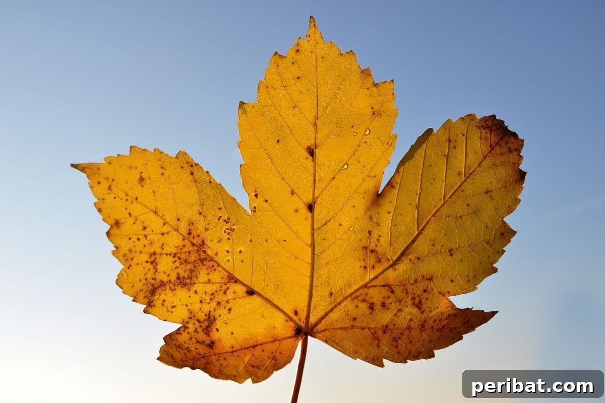 Unlock Your Garden's Potential: 6 Brilliant DIYs with Free Sticks and Twigs 4 maple leaf against the blue sky