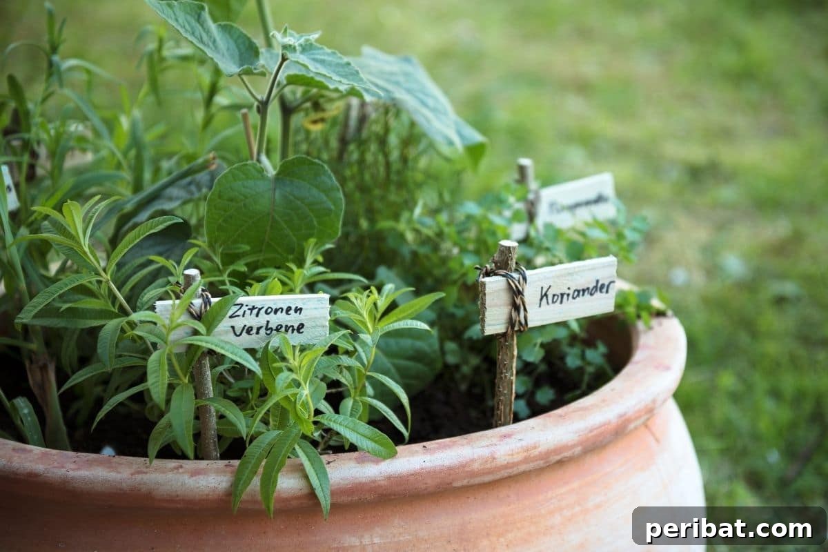 Unlock Your Garden's Potential: 6 Brilliant DIYs with Free Sticks and Twigs 6 plant markers using twigs in a pot