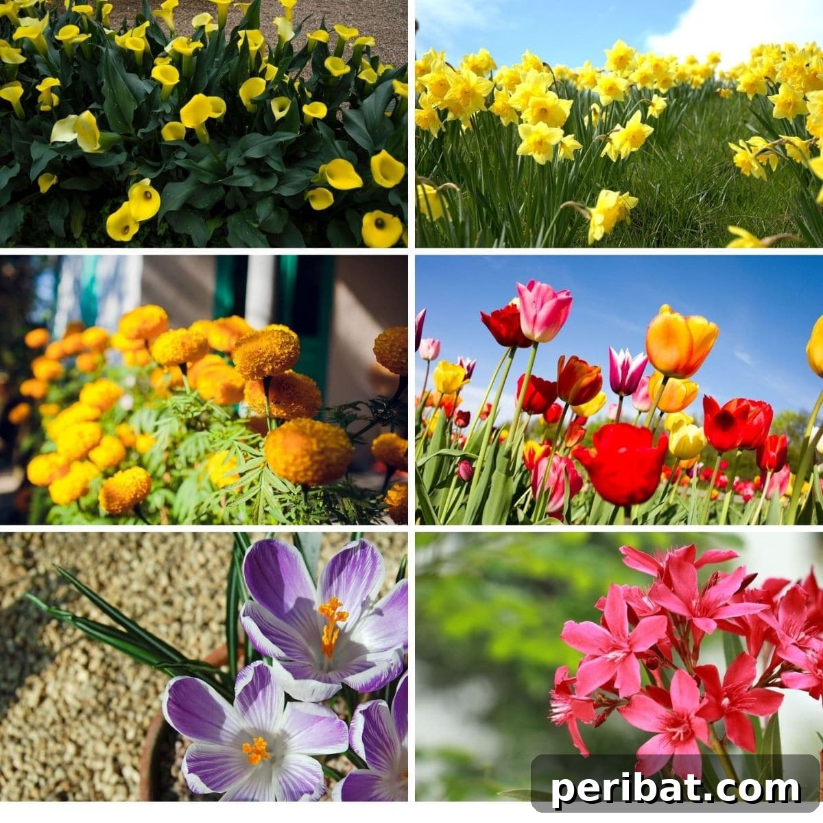 Plants and flowers to avoid if you have dogs.