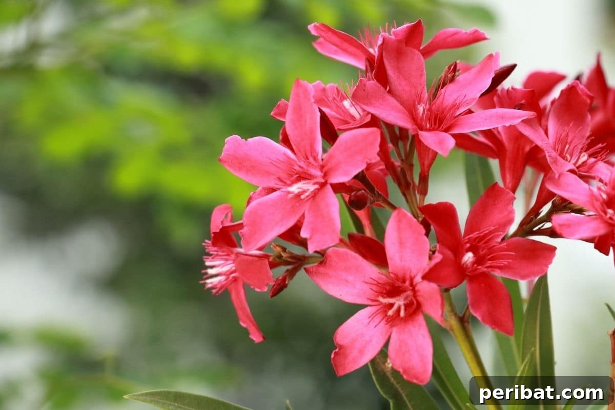 10 Toxic Plants Your Dog Must Avoid 11 pink oleander flowers in the garden