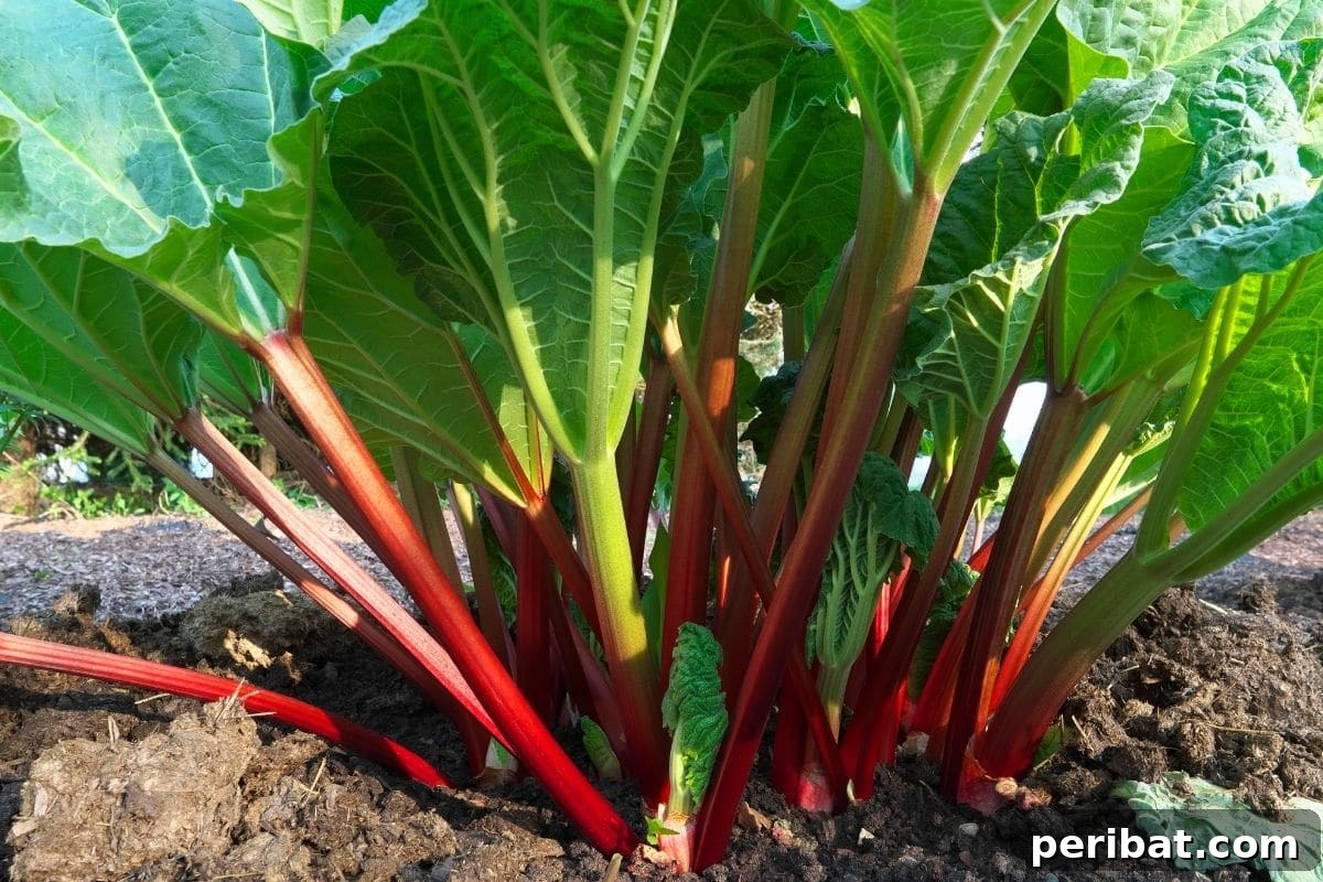 10 Toxic Plants Your Dog Must Avoid 12 rhubarb plant growing in the vegetable garden