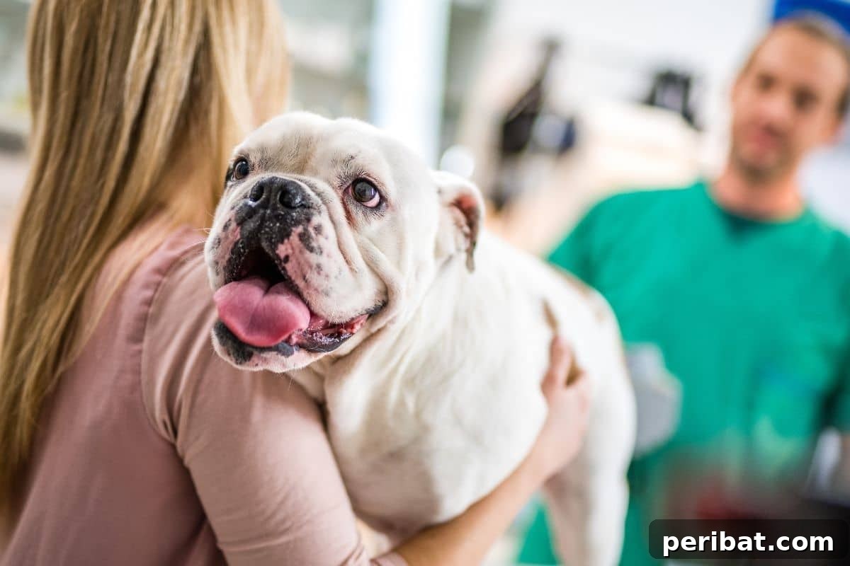 10 Toxic Plants Your Dog Must Avoid 13 taking talk to the clinic for check up