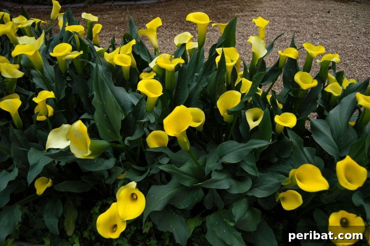 10 Toxic Plants Your Dog Must Avoid 3 yellow calla lilies in the garden