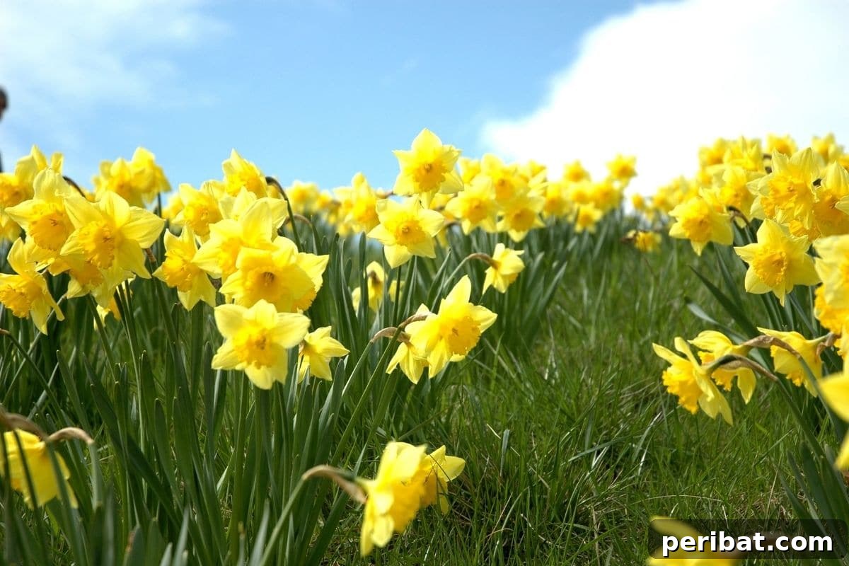 10 Toxic Plants Your Dog Must Avoid 4 yellow daffodil flowers blooming under the blue sky