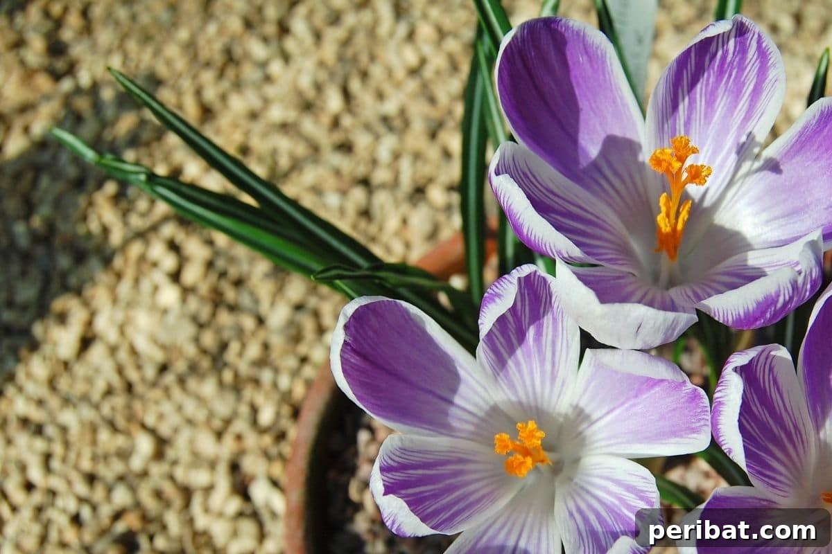 10 Toxic Plants Your Dog Must Avoid 5 purple crocus in a pot under the sunlight