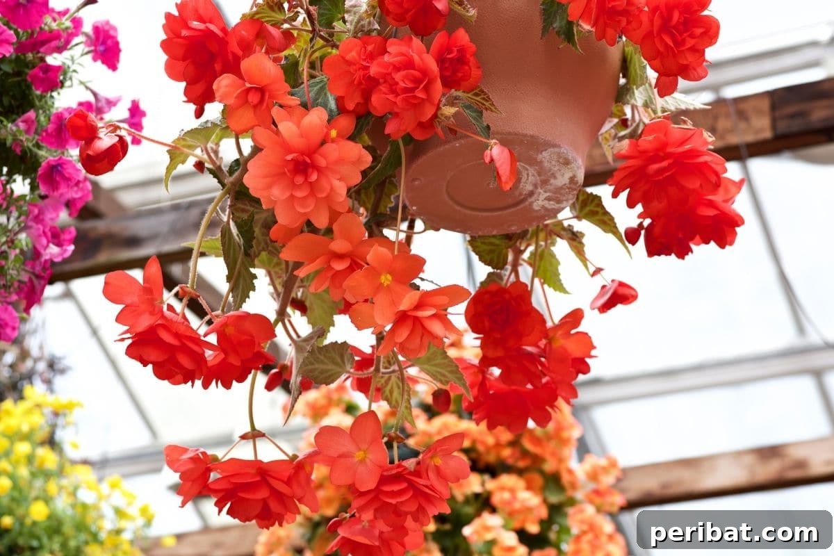 10 Toxic Plants Your Dog Must Avoid 6 red beautiful begonia flowers in a hanging pot in the greenhouse