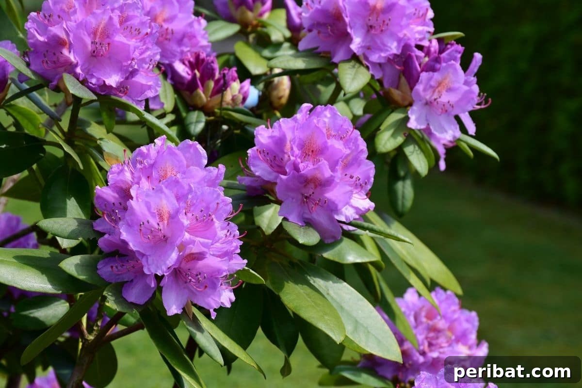 10 Toxic Plants Your Dog Must Avoid 7 blooming 10 Common Plants to Avoid if You Have Dogs in the garden