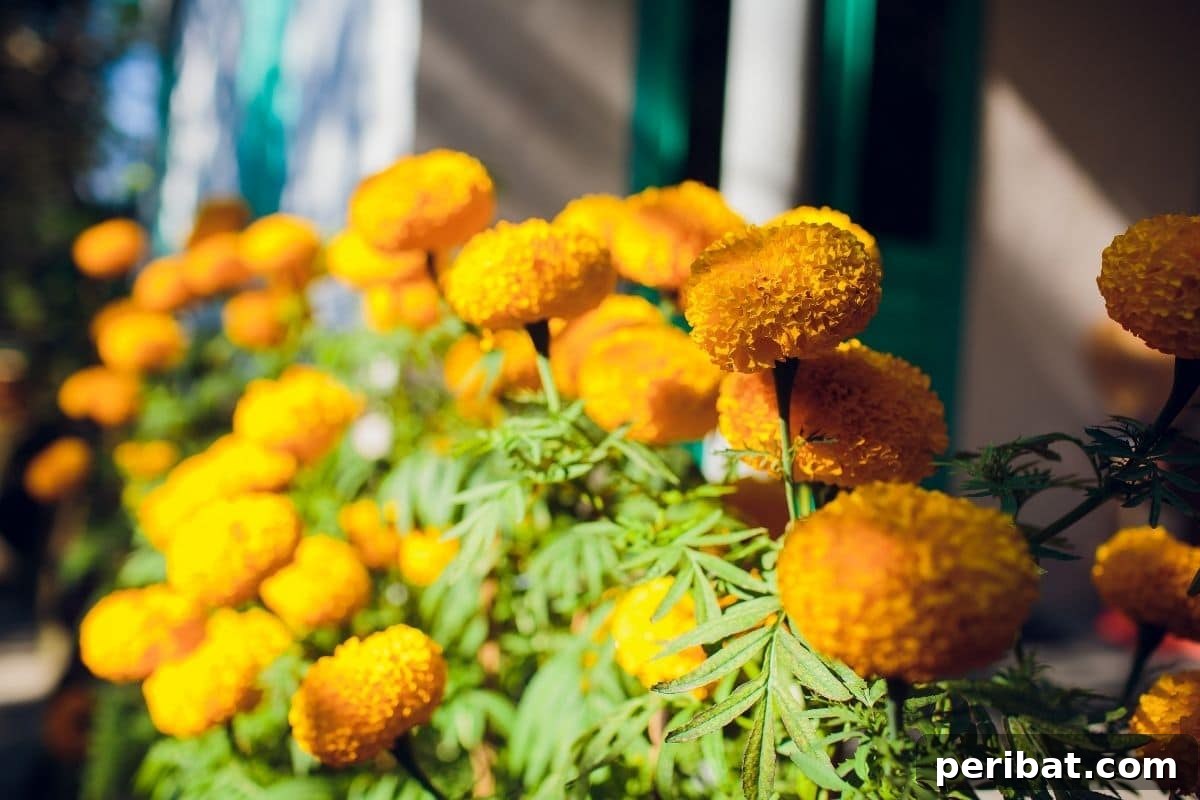 10 Toxic Plants Your Dog Must Avoid 8 Chrysanthemum flowers by the window in the backyard