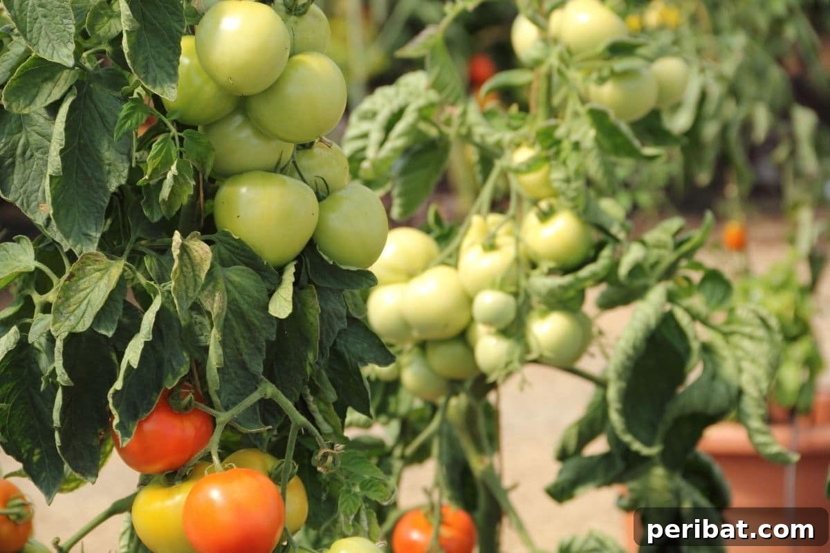10 Toxic Plants Your Dog Must Avoid 9 green and red ripe tomatoes in a pot in the garden