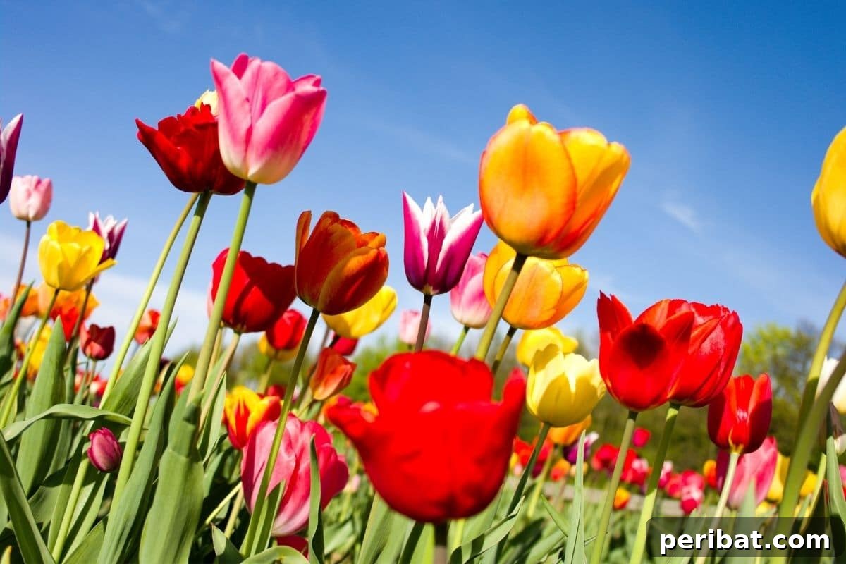 10 Toxic Plants Your Dog Must Avoid 10 field of colorful tulips under the blue sky