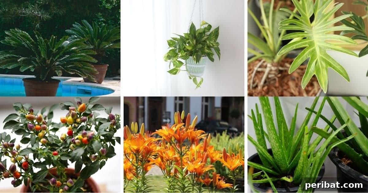 Purr-fectly Poisonous: 8 Plants to Keep From Your Kitty 2 Household Plants to Avoid if You Have Cats