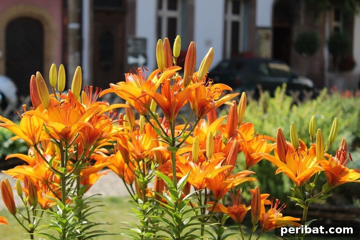 Purr-fectly Poisonous: 8 Plants to Keep From Your Kitty 3 blooming daylilies under the sun in the frontyard