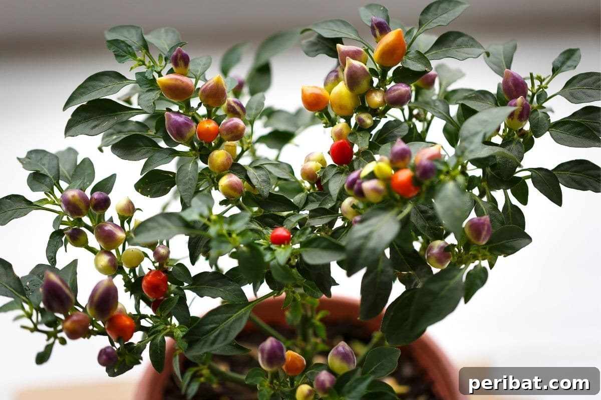 Purr-fectly Poisonous: 8 Plants to Keep From Your Kitty 4 ornamental pepper plant in a pot indoors