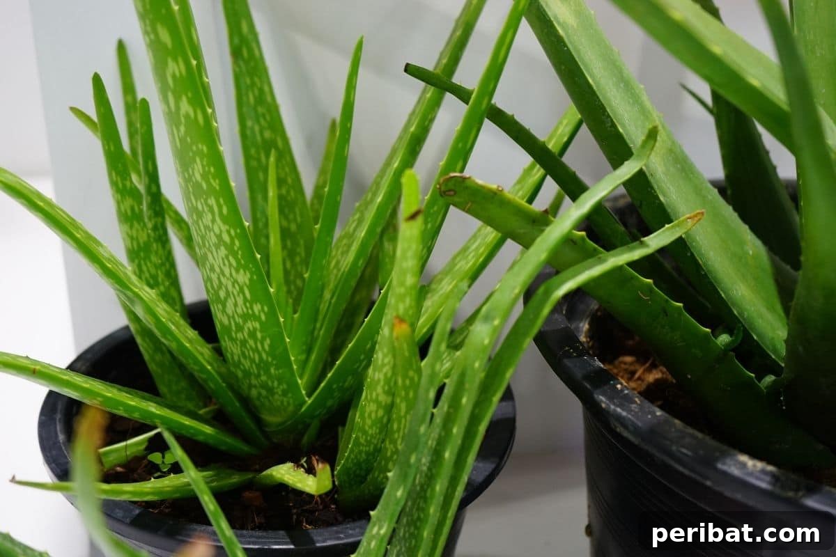 Purr-fectly Poisonous: 8 Plants to Keep From Your Kitty 5 aloevera plant indoors in a pot