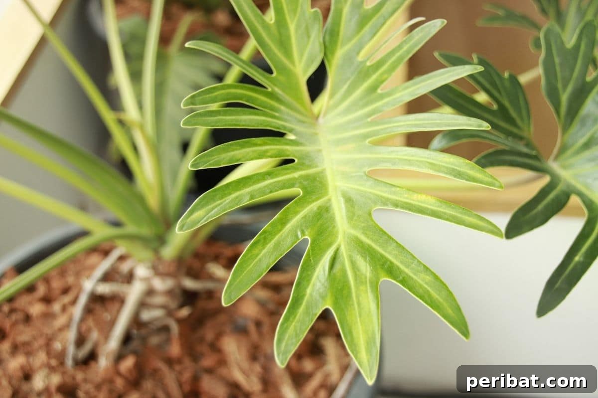 Purr-fectly Poisonous: 8 Plants to Keep From Your Kitty 6 Philodendrons plant, a household plant indoors