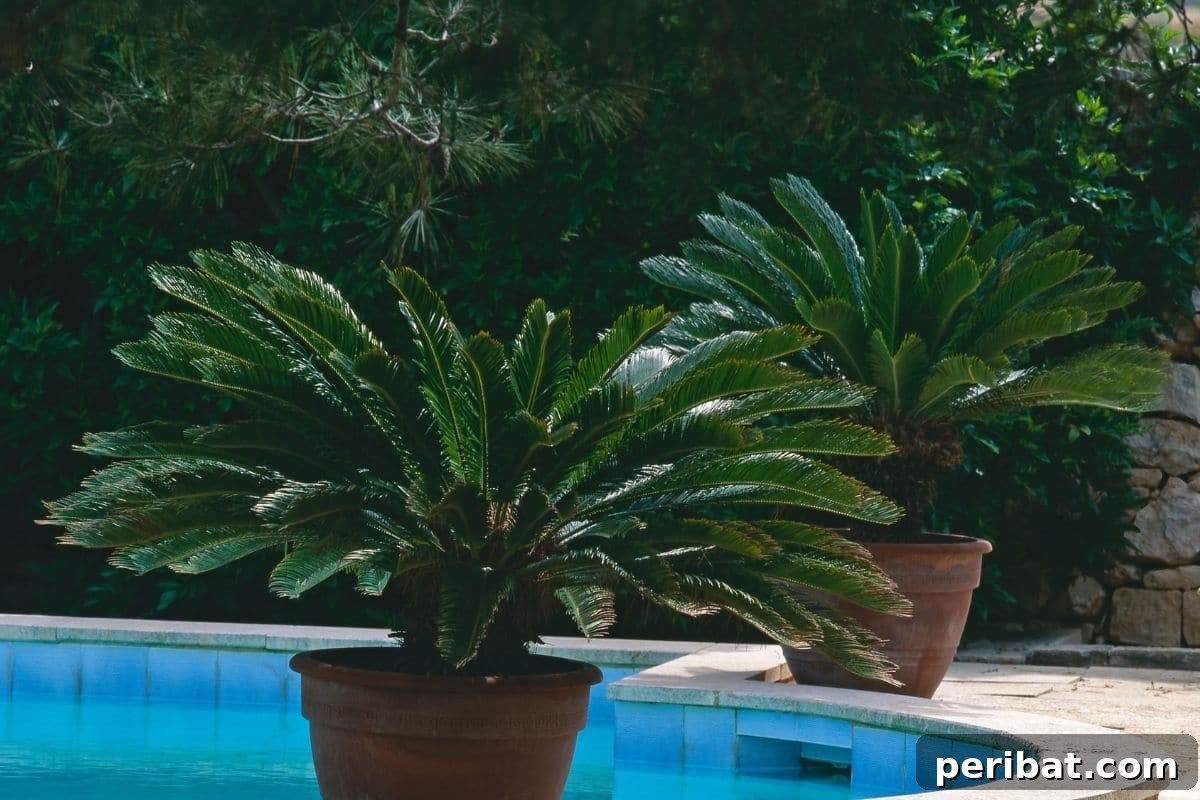 Purr-fectly Poisonous: 8 Plants to Keep From Your Kitty 7 Sago palm with green leaves in a pot beside the pool