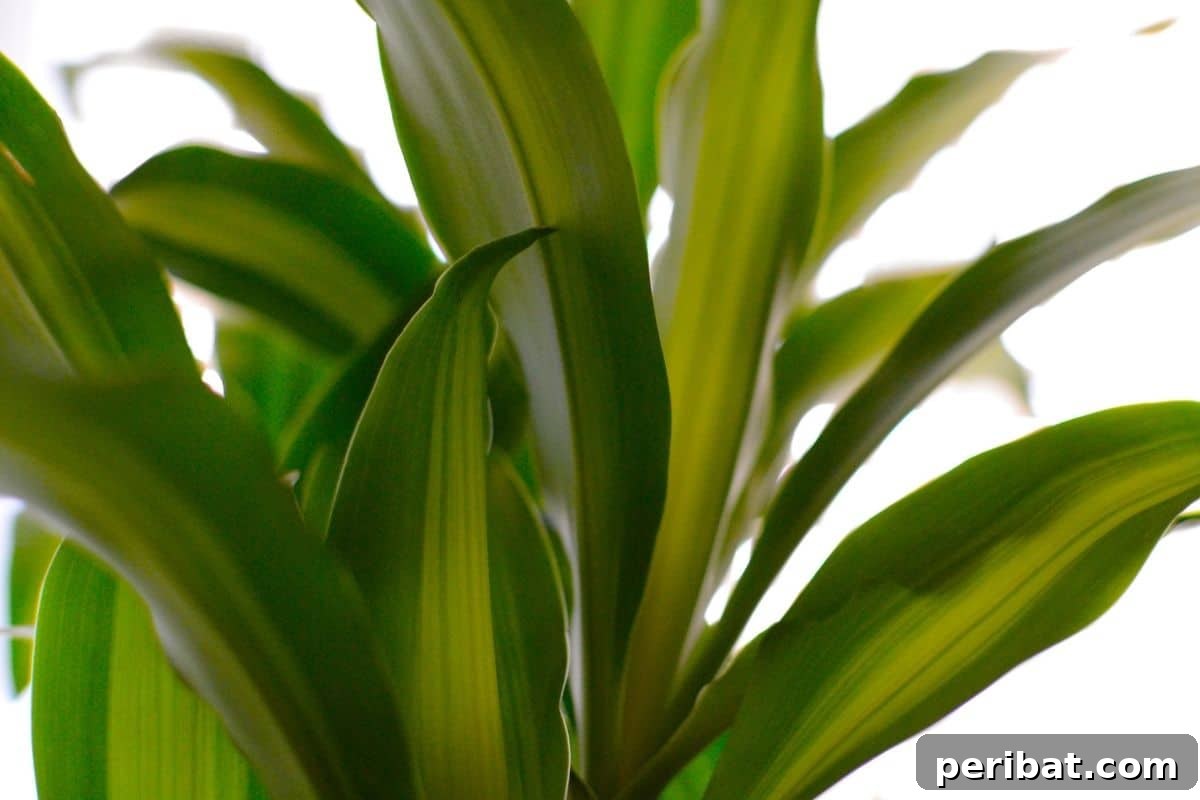 Purr-fectly Poisonous: 8 Plants to Keep From Your Kitty 8 Corn plant or Dracaena, a houseplant indoors