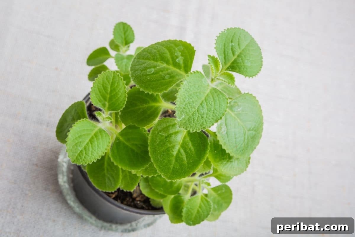 Purr-fectly Poisonous: 8 Plants to Keep From Your Kitty 9 Spanish thyme, or meximan mint in a pot, a household plant indoors width=