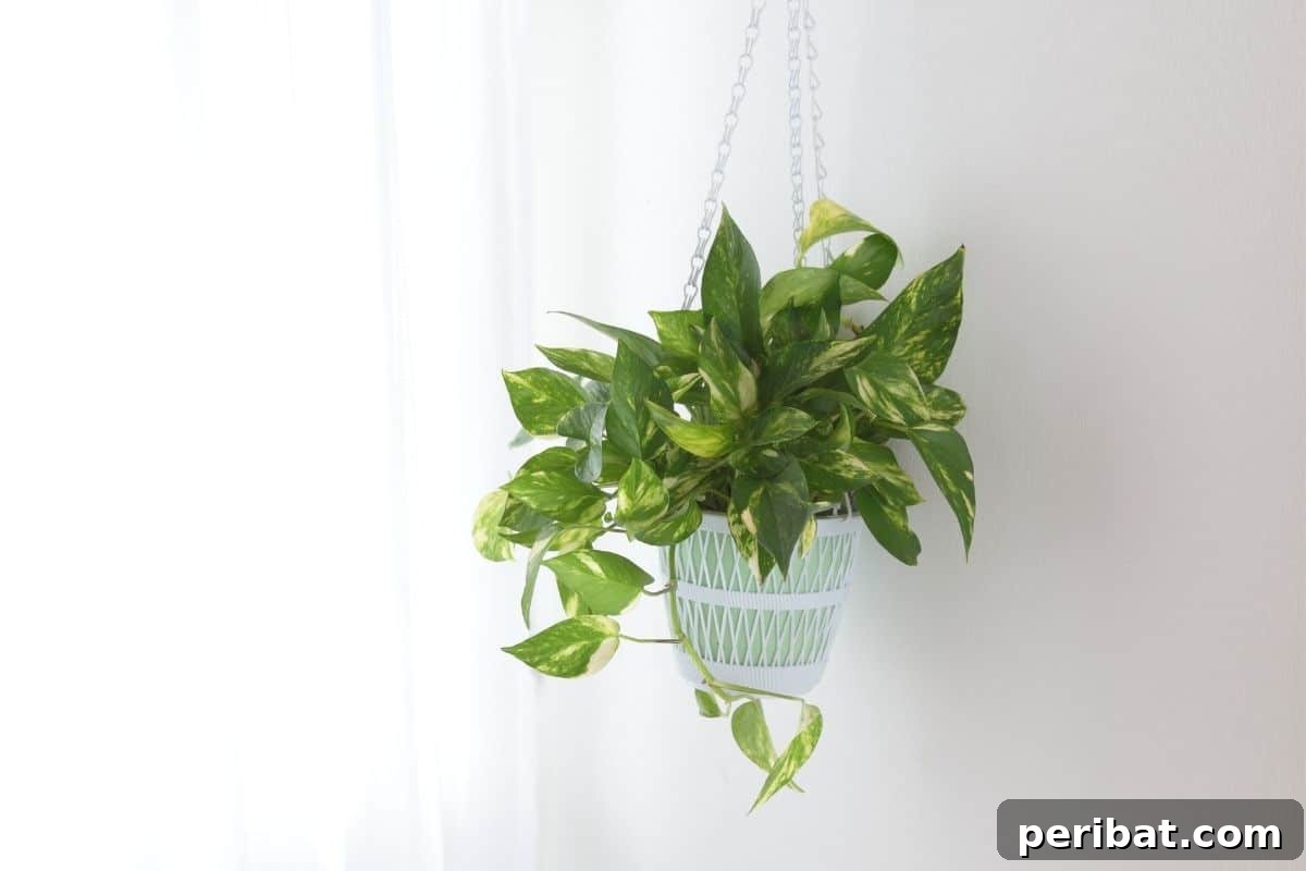 Purr-fectly Poisonous: 8 Plants to Keep From Your Kitty 10 hanging pothos plant beside the curtain indoors