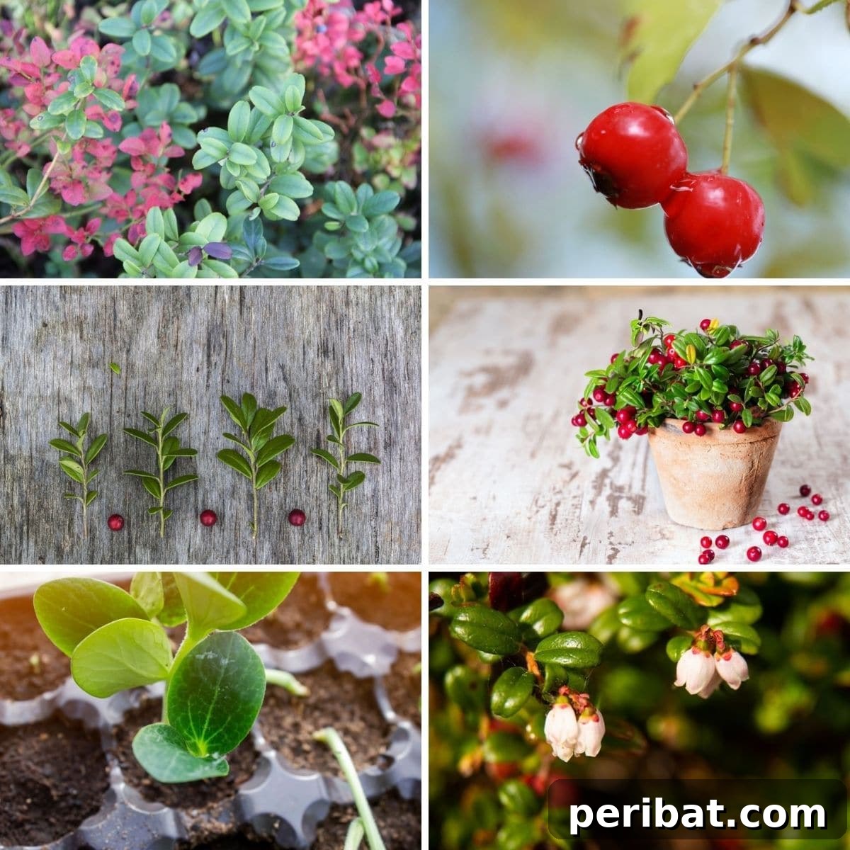 Collage photos featuring cranberry growing tips from the article.