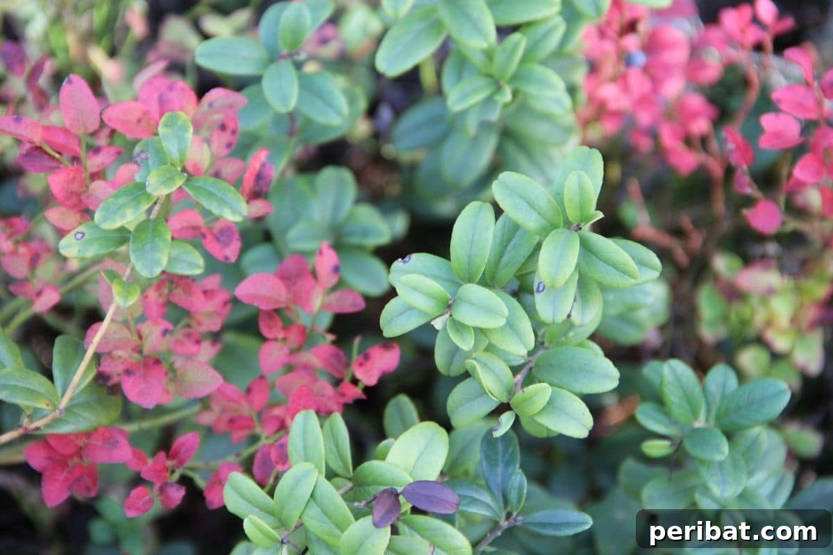 red and green leaves of cranberry plant in the garden