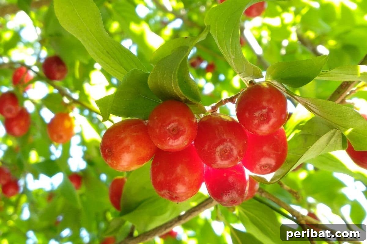 fresh ripe cranberries hanging from a tree in the garden