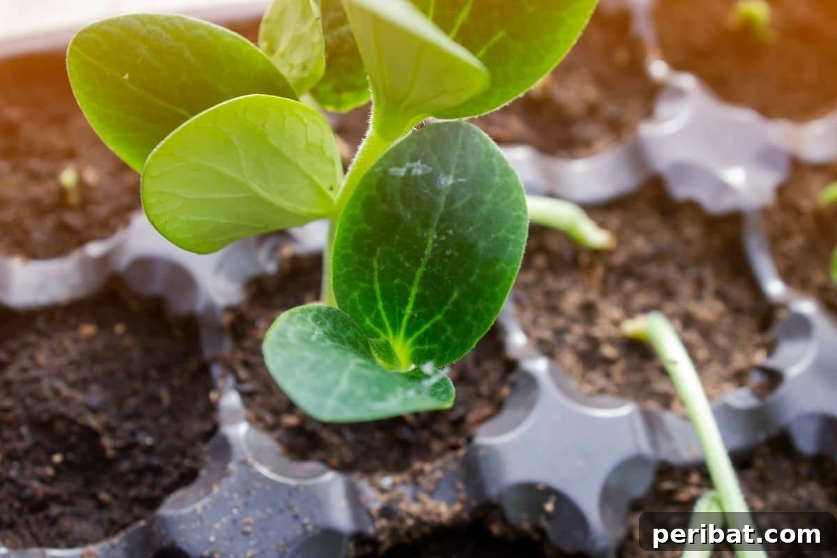 sprout of cranberry growing in a container, cranberry seedling