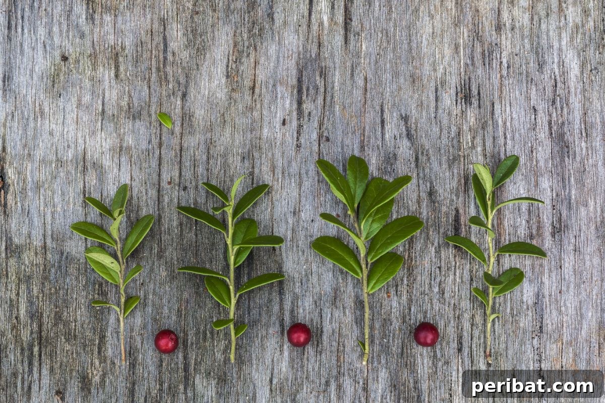 cranberry cuttings and fresh harvested cranberry lying in wood in the garden