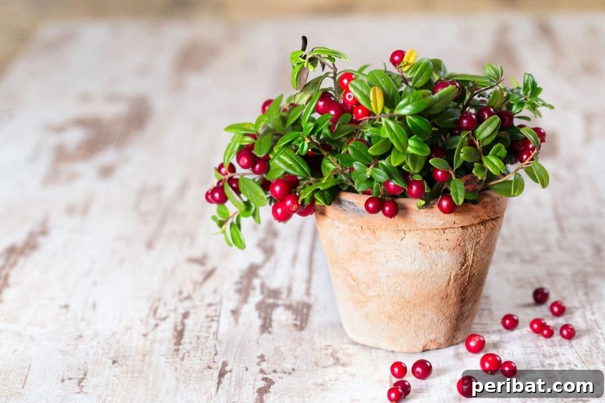 cranberries in a pot with picked cranberries around