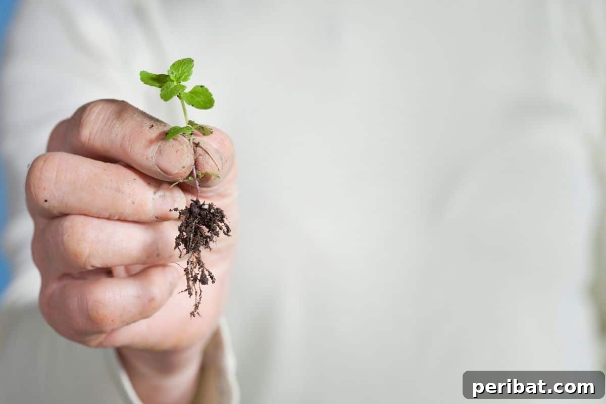 holding a pulled weed from the garden