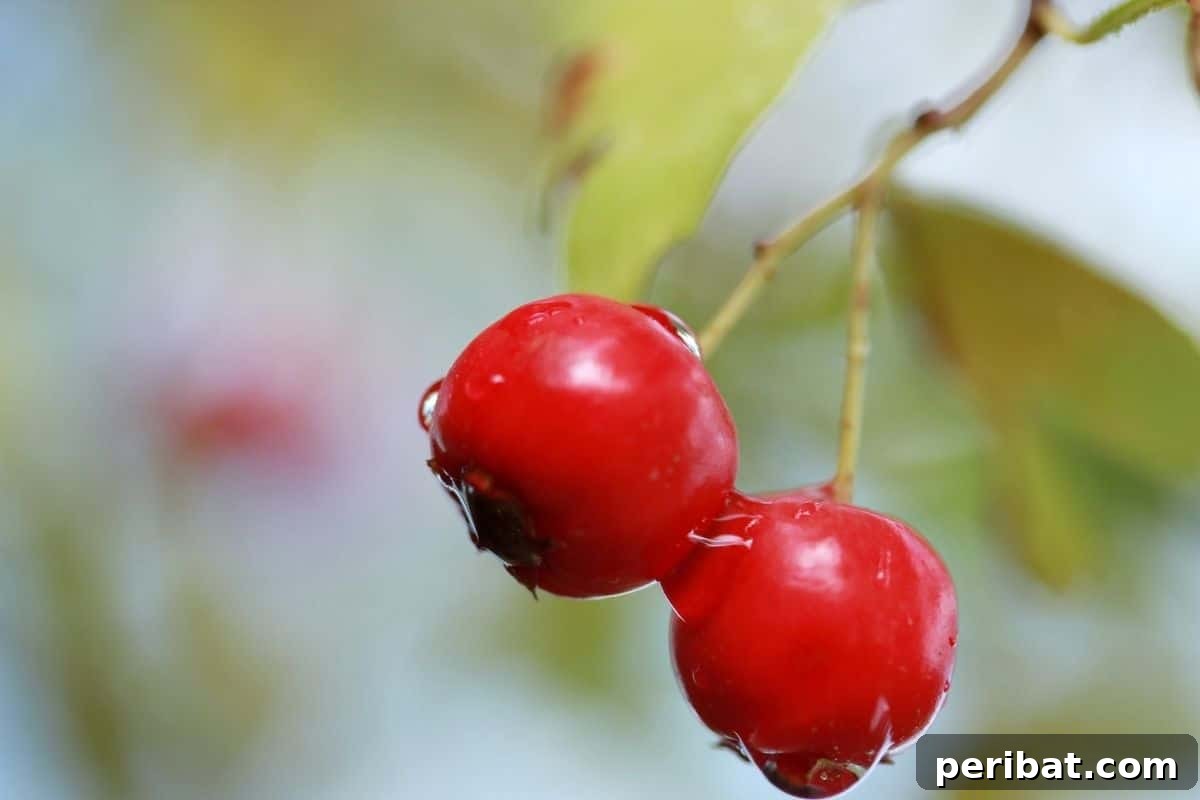 wet cranberries after rainfall hanging from ta tree in the garden