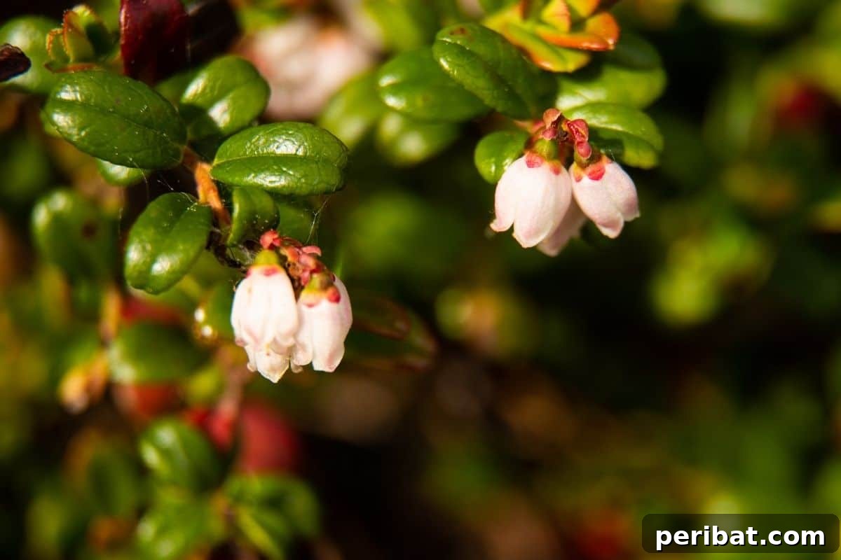 flowers of cranberry plant, flowering cranberry plant