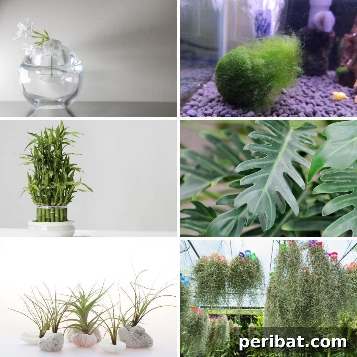 Collage photo featuring plants without soil