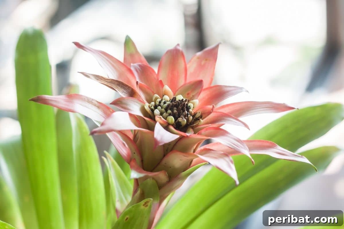 aechmea houseplant