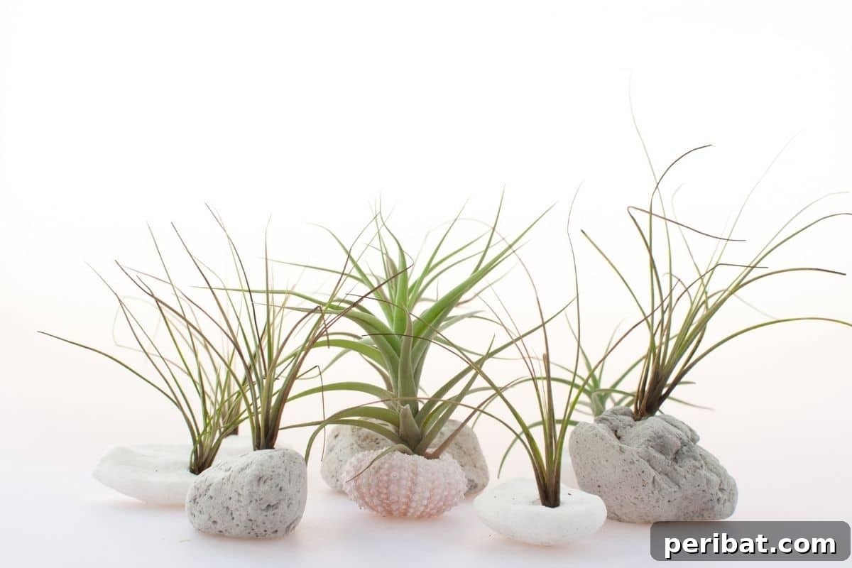 air plants in stones