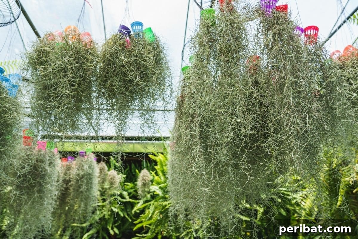 spanish moss plant hanging in the ornamental plant market