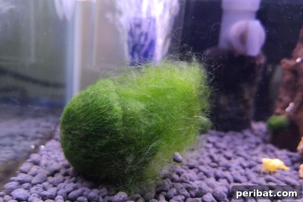 Marimo Moss balls in the aquarium