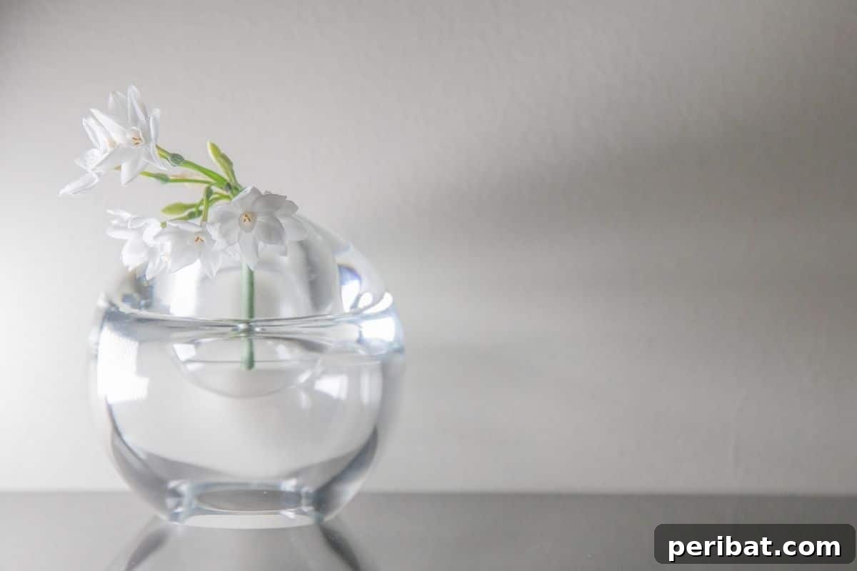 Paperwhite in an aquarium bowl filled with water