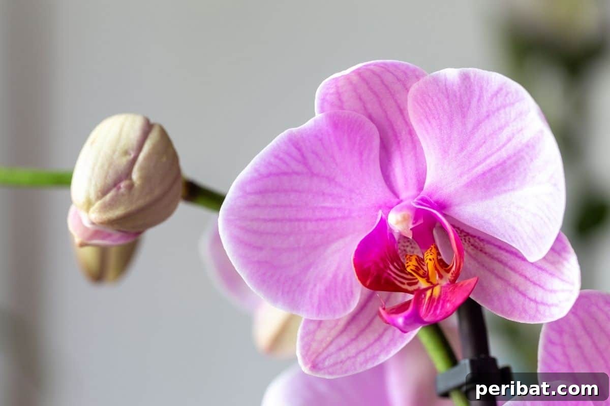 pink orchids indoors, orchid houseplant