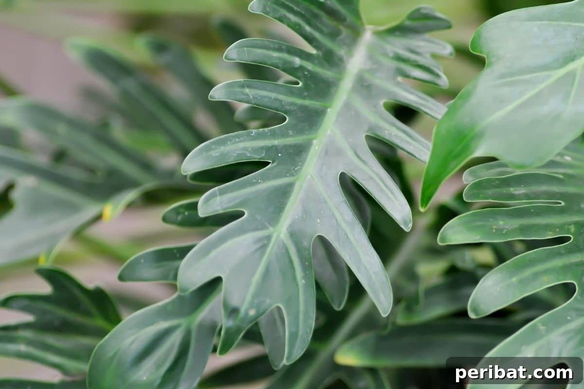 Philodendron houseplant