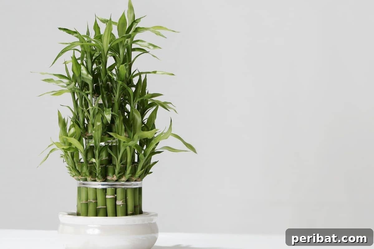 lucky bamboo houseplant, growing without soil