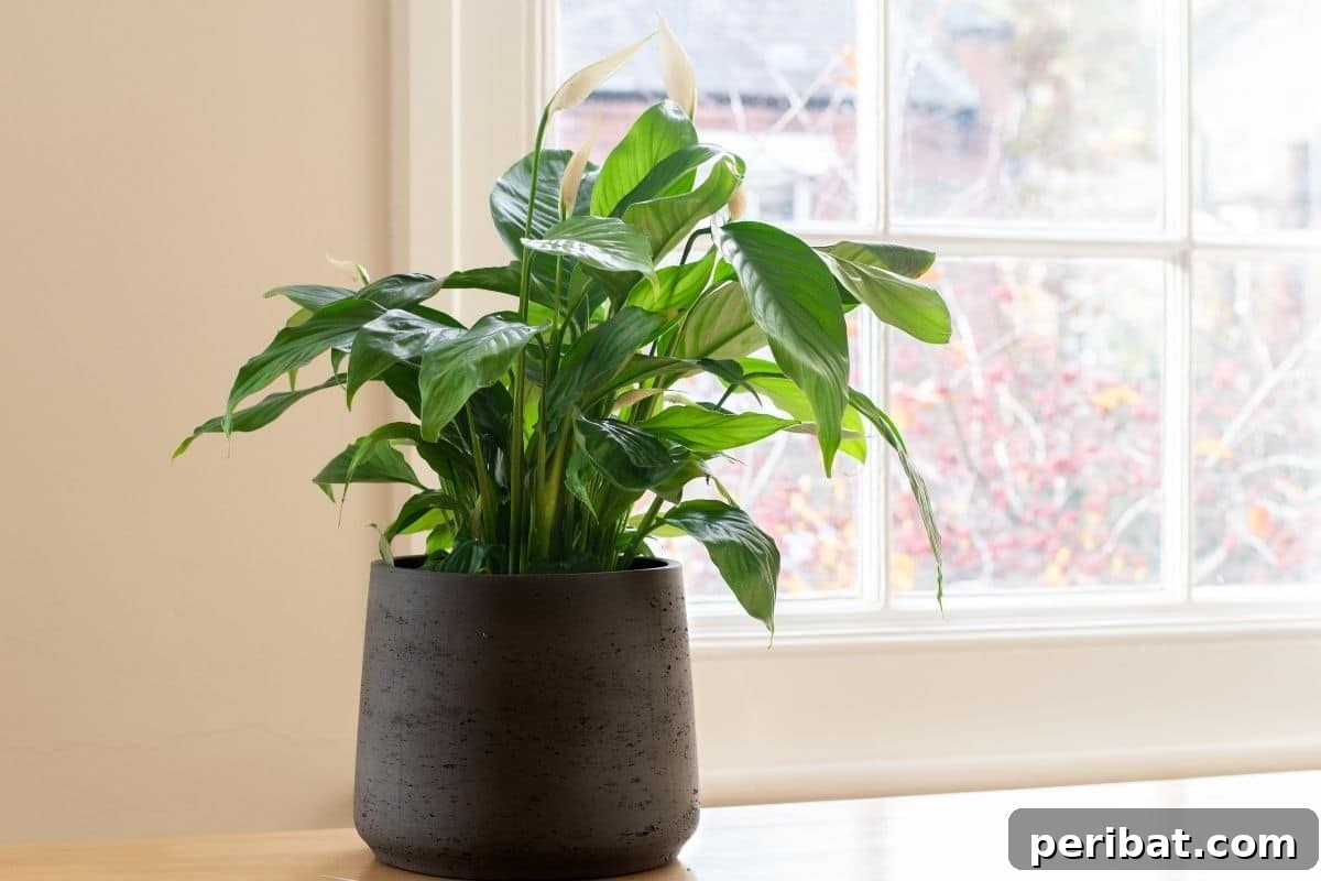 Create Beautiful Room Dividers with These 7 Indoor Plants 3 A vibrant peace lily plant in a stylish pot, positioned indoors by a sunlit windowsill.